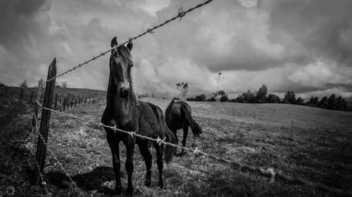 Horse grazing on grassy field against cloudy sky