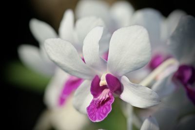 Close-up of pink flower