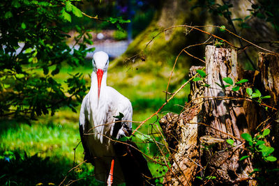 Bird perching on a tree