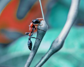 Close-up of insect on twig