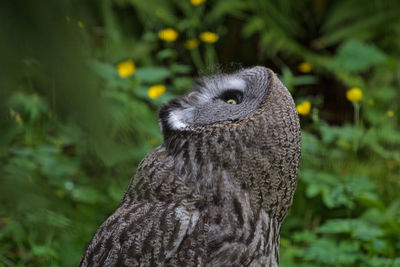 Close-up of owl perching on grass