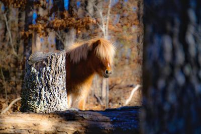 Close up of horse against blurred background