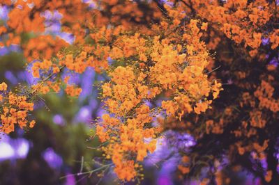 Close-up of flowering plants during autumn