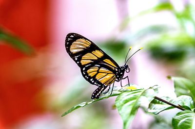 Close-up of butterfly pollinating on flower