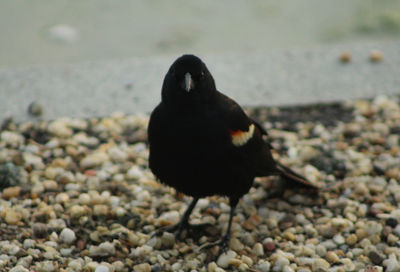 Black bird on rock