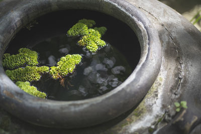 High angle view of plant in pot