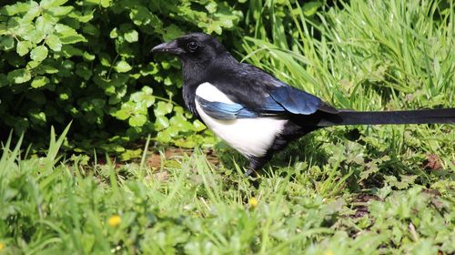 Close-up of bird on grass