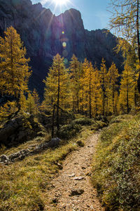 Scenic view of forest against sky during autumn