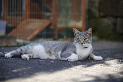 Portrait of a cat lying on footpath