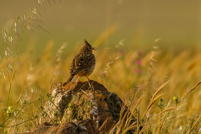 Close-up of bird perching on grass