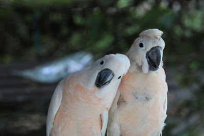 The white cockatoo or umbrella cackatoo