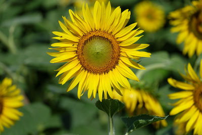 Close-up of yellow sunflower