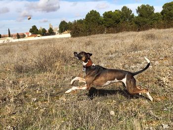 Dog relaxing on field