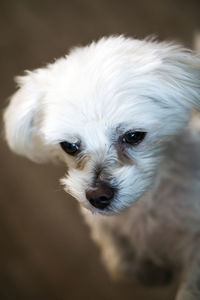 Close-up portrait of dog