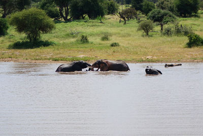 View of horses on the ground