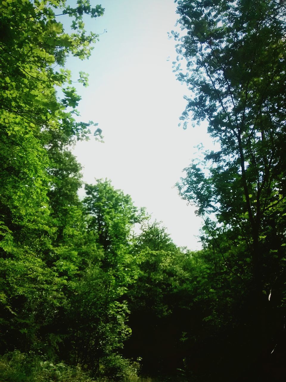 tree, growth, clear sky, green color, low angle view, forest, tranquility, lush foliage, nature, branch, beauty in nature, tranquil scene, scenics, sky, day, green, no people, outdoors, non-urban scene, copy space