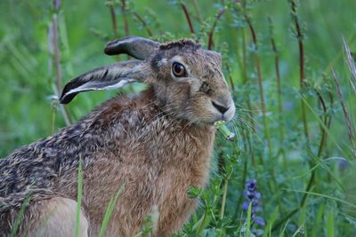 Close-up of wild rabbit