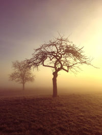 Silhouette bare tree on field against sky