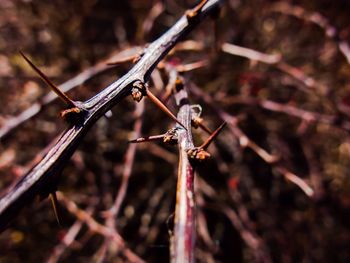 Close-up of thorny twigs