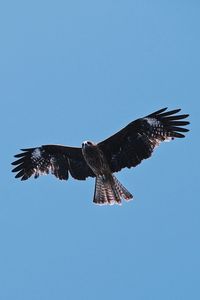 Low angle view of eagle flying in sky