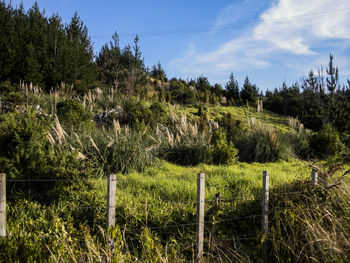 Scenic view of trees on field against sky