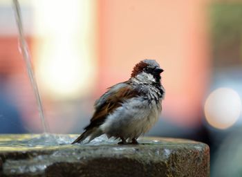 Close-up of bird perching outdoors