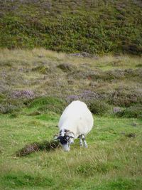 Sheep on grassy field