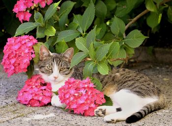 Close-up of cat sitting near plant