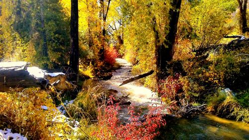 Close-up of trees by river in forest during autumn