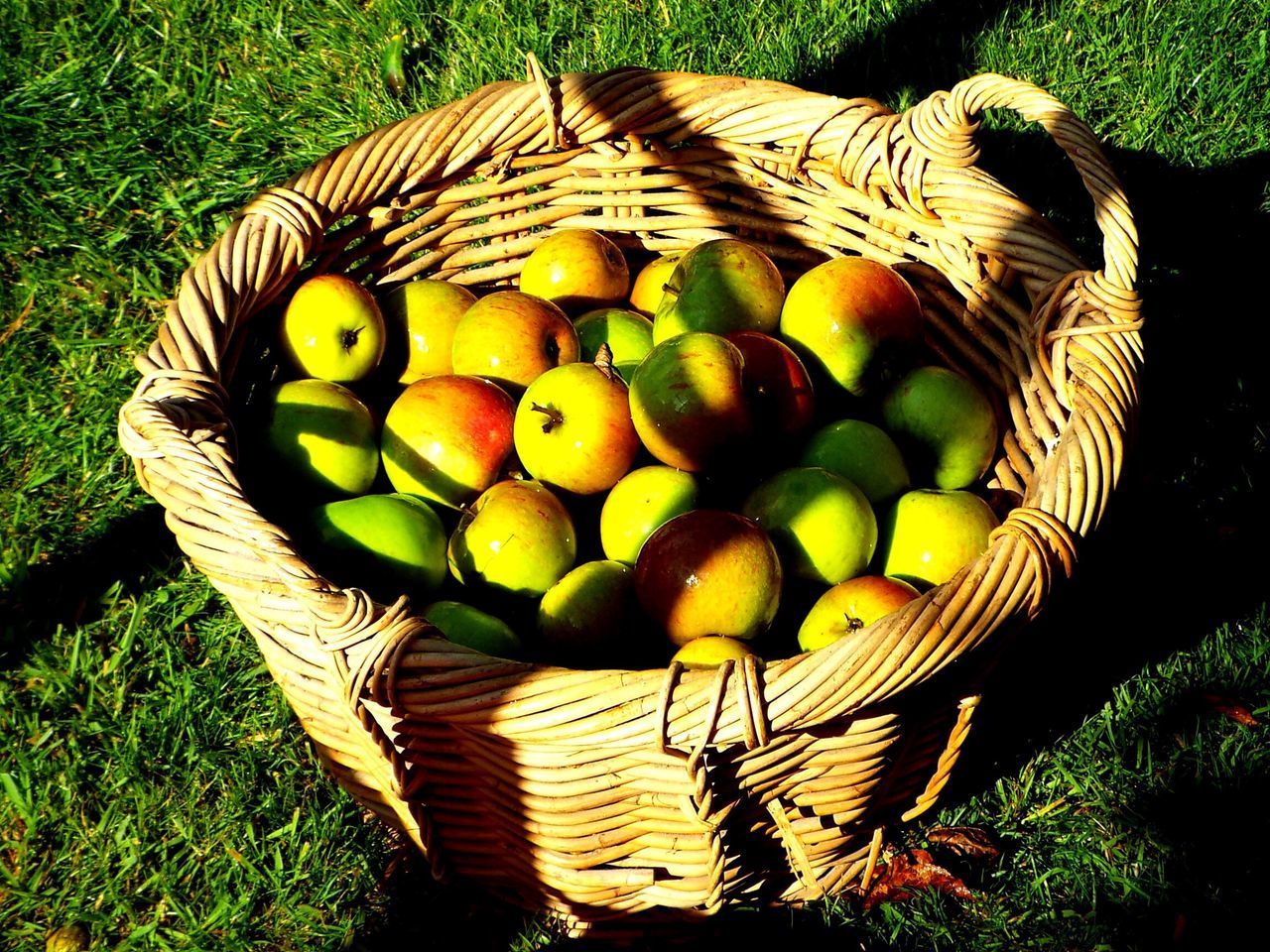 CLOSE-UP OF FRUITS IN BASKET ON FIELD