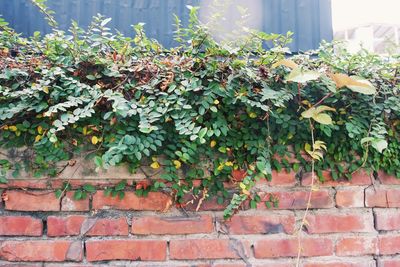 Ivy on wall