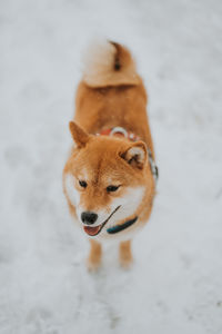 Close-up of dog looking away