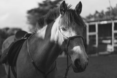 Close-up of a horse in ranch