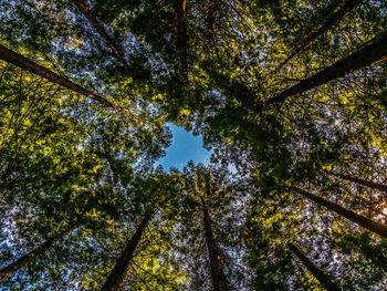 Low angle view of trees in forest against sky