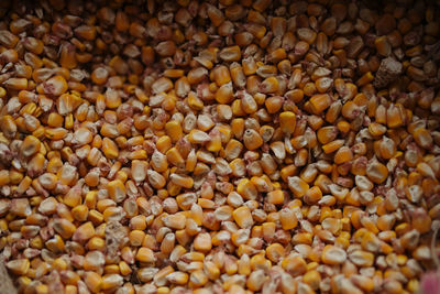 Yellow corn in different angles and states from above.