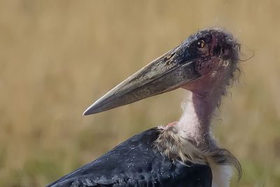 A marabou stork in etosha, a national park of namibia