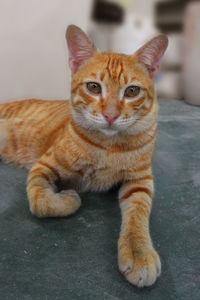 Portrait of tabby cat sitting on floor