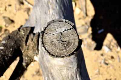 Close-up of tree stump