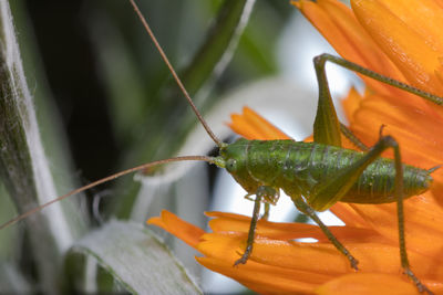 Beautiful grasshopper displays its wonderful structure of patterns and colors while perching.