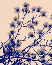 Low angle view of magnolia blossoms in spring