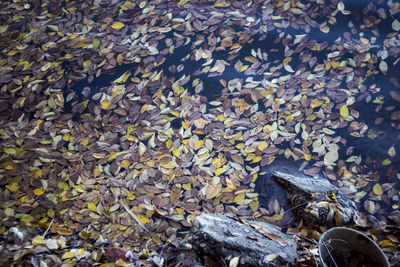 High angle view of autumn leaves floating on water