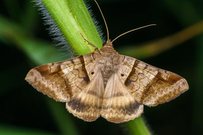 Close-up of butterfly on leaf