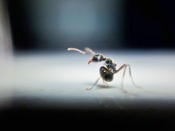 Close-up of spider