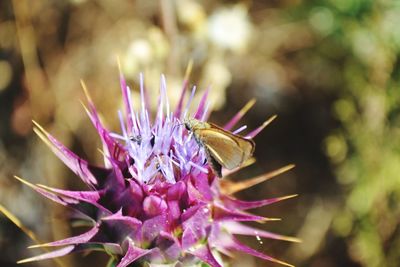 Close-up of bee pollinating on pink flower