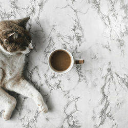 High angle view of cat by coffee cup on floor