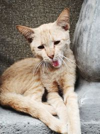 Close-up of a cat resting