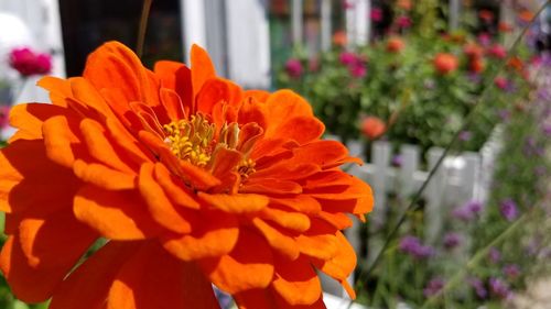 Close-up of orange marigold flower