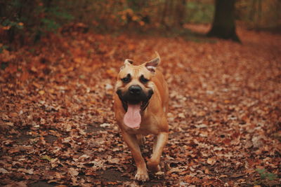 Portrait of dog running on land
