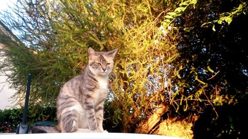 Portrait of cat sitting on tree