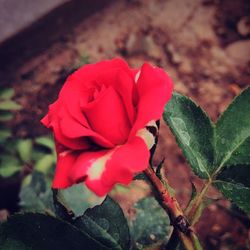 Close-up of red rose